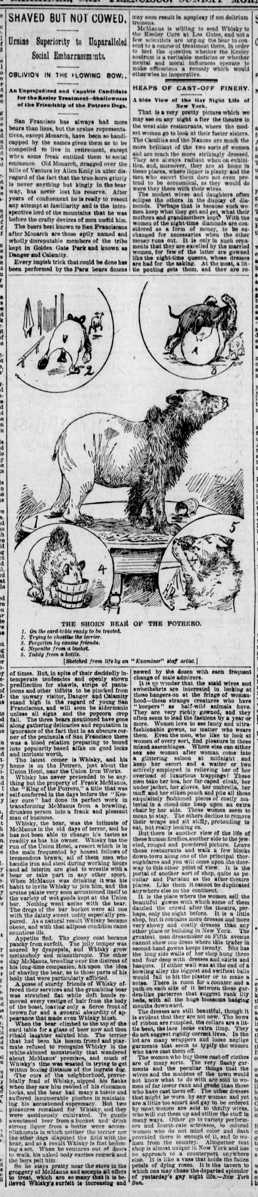 Shaved but Not Cowed, The San Francisco Examiner, 8 January 1893, page 17. The right-hand column also contains an unrelated article, Heaps of Cast-Off Finery.