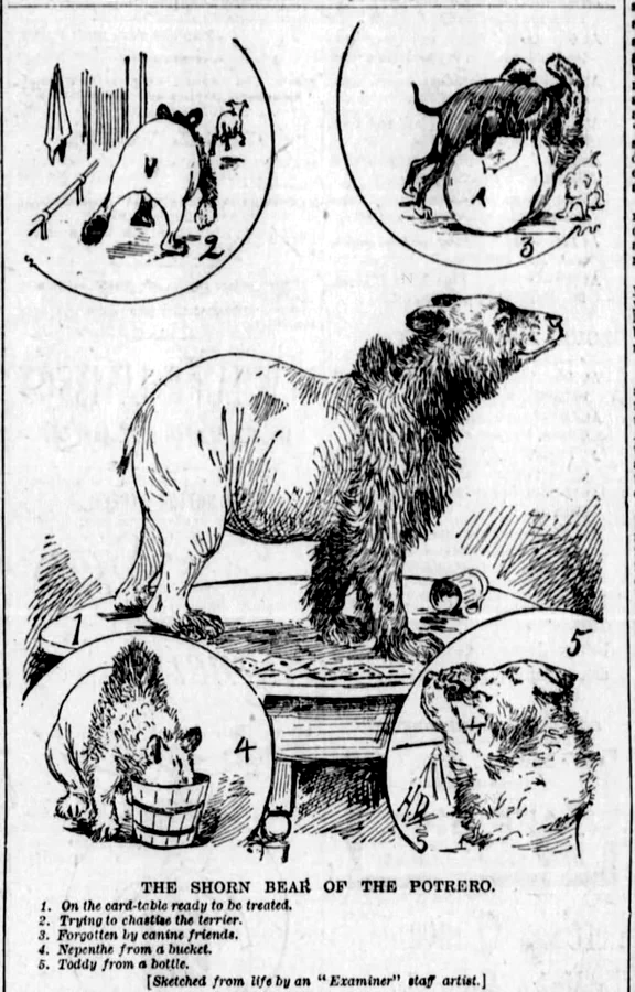 The Shorn Bear of the Potrero, The Examiner, 8 January 1893, page 17.