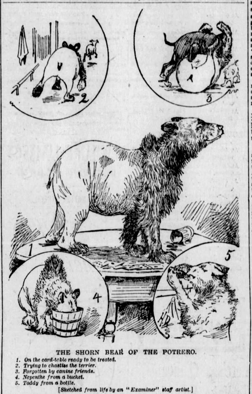 The Shorn Bear of the Potrero — the five-scene Examiner illustration, 8 January 1893.