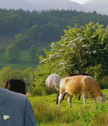 JP McManus