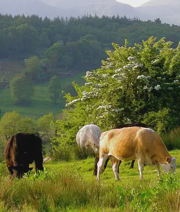 Leitrim McManus