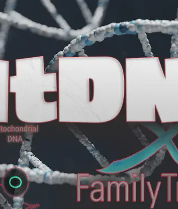MtDNA